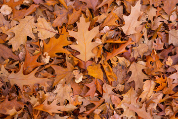 Oak leaf on the ground. Autumn. Wallpaper-screensaver.