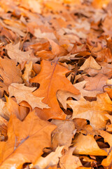 Oak leaf on the ground. Autumn. Wallpaper-screensaver.
