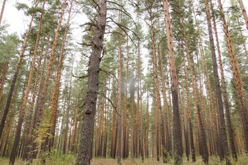 Autumn forest, beautiful nature, Siberia, fresh air