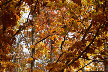 Beautifil colored leafs from a oak tree. Fall time. Wallpaper-screensaver.