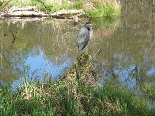 Heron in Western Washington State