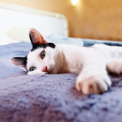domestic black and white cat with gray eyes lies on the bed. pet care. cosiness

