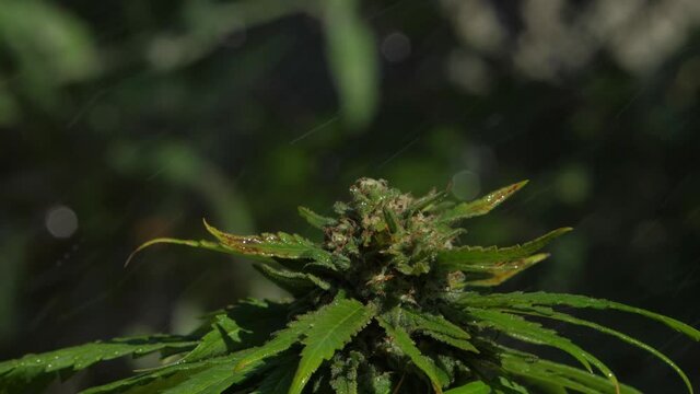 Cannabis plant being watered in slow motion.