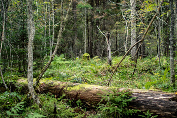 Daytime forest landscape from Russia, mixed forest