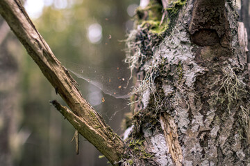 Tree trunk close-up from the wild forest