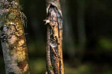 Fototapeta premium Tree trunk close-up from the wild forest