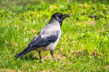 Black crow walks on green lawn. Raven on grass. Wild bird on meadow.