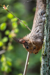 Squirrel eats a nut while sitting upside down on a tree trunk