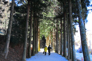 walking in the forest