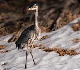 A Great Blue Heron standing in the snow.