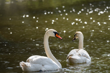 Two graceful white swans swim in the dark water.