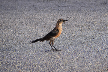 bird catches a bug in its beak