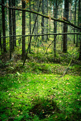 Fototapeta na wymiar autumn green coniferous forest with fallen trees