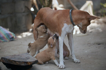 animal photography - portrait of a female dog mother standing outdoors, feeding a group of brown, beige and white puppies, in the Gambia, Africa