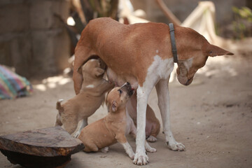 animal photography - portrait of a female dog mother standing outdoors, feeding a group of brown,...