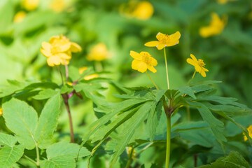Spring yellow flowers - anemone ranunculoides, the yellow anemone, yellow wood anemone or buttercup anemone