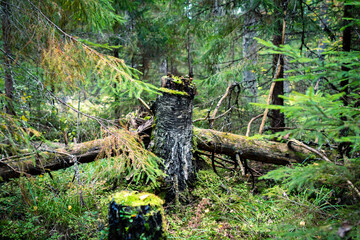 the sunset is pink in the autumn sky