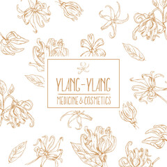 Hand drawn vector ylang ylang flowers illustration
