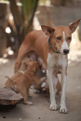 animal photography - vertical portrait of a female dog mother standing outdoors, feeding a group of brown, beige and white puppies, in the Gambia, Africa