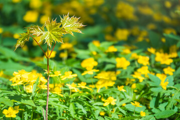 Spring yellow flowers - anemone ranunculoides, the yellow anemone, yellow wood anemone or buttercup anemone