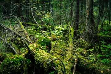 Obraz premium autumn green coniferous forest with fallen trees