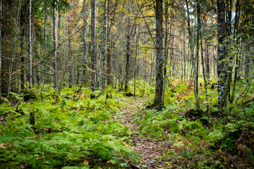 Forest path in summer in the spruce forest