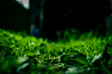 green grass in a dark autumn forest