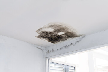 Ceiling panels with fungus in house from water pipes damaged or rainy leaked. Office building or...