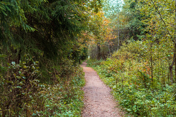 Fototapeta na wymiar a path in a green coniferous forest in autumn