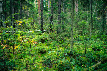 autumn green coniferous forest with fallen trees