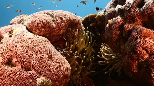 Close-up with various fish, shrimp,coral, and sponge in coral reef of Caribbean Sea, Curacao