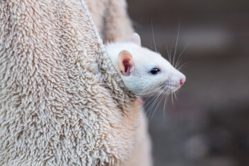 a white rat peeks out of a pocket of curly clothes