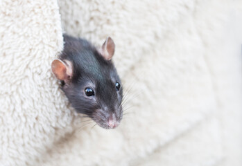 a small gray rat in the pocket of a jacket with a copy of the space