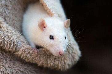 a small white rat in the pocket of a jacket with a copy of the space