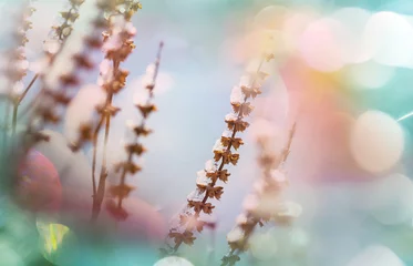 Foto op Canvas Frozen meadow © Galyna Andrushko
