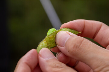 枝豆料理
キャンプ飯