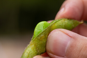 枝豆料理
キャンプ飯
