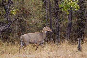 Obraz na płótnie Canvas Nilgai walking towards water hole in the Forest of the Tadoba National Park in India