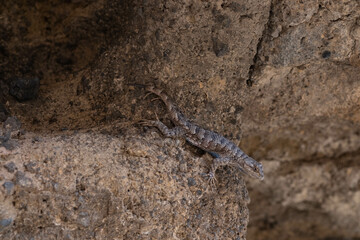 lizard on the ground