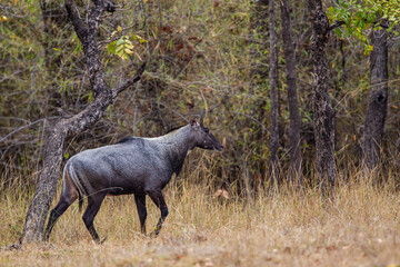 Nilgai walking towards  water hole in the Forest of the Tadoba National Park in India