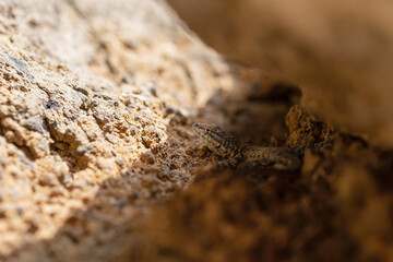 Lizard on stone