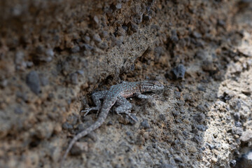 lizard on the rock