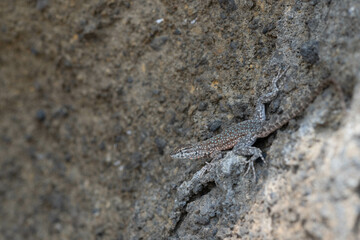 lizard on the stone