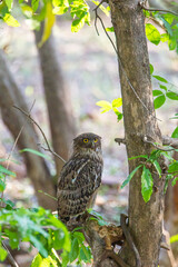Brown fish owl scanning the pond below for fish in Tadoba National Park India