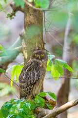 Brown fish owl scanning the pond below for fish in Tadoba National Park India