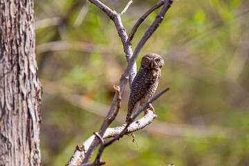 Jungle owlet on a perch in the Indian grasslands of the Tadoba National Park in India