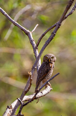 Jungle owlet on a perch in the Indian grasslands of the Tadoba National Park in India