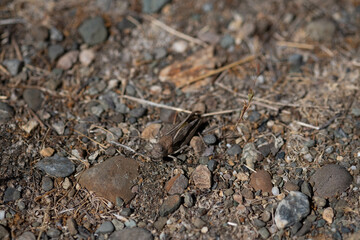 Grasshopper on the ground