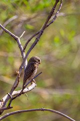 Jungle owlet on a perch in the Indian grasslands of the Tadoba National Park in India