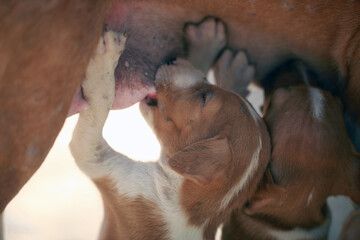 animal closeup - portrait photography of a small brown and white Africanis puppies suckling milk from mothers breast, with natural light, outdoors on a sunny day in the Gambia, Africa 